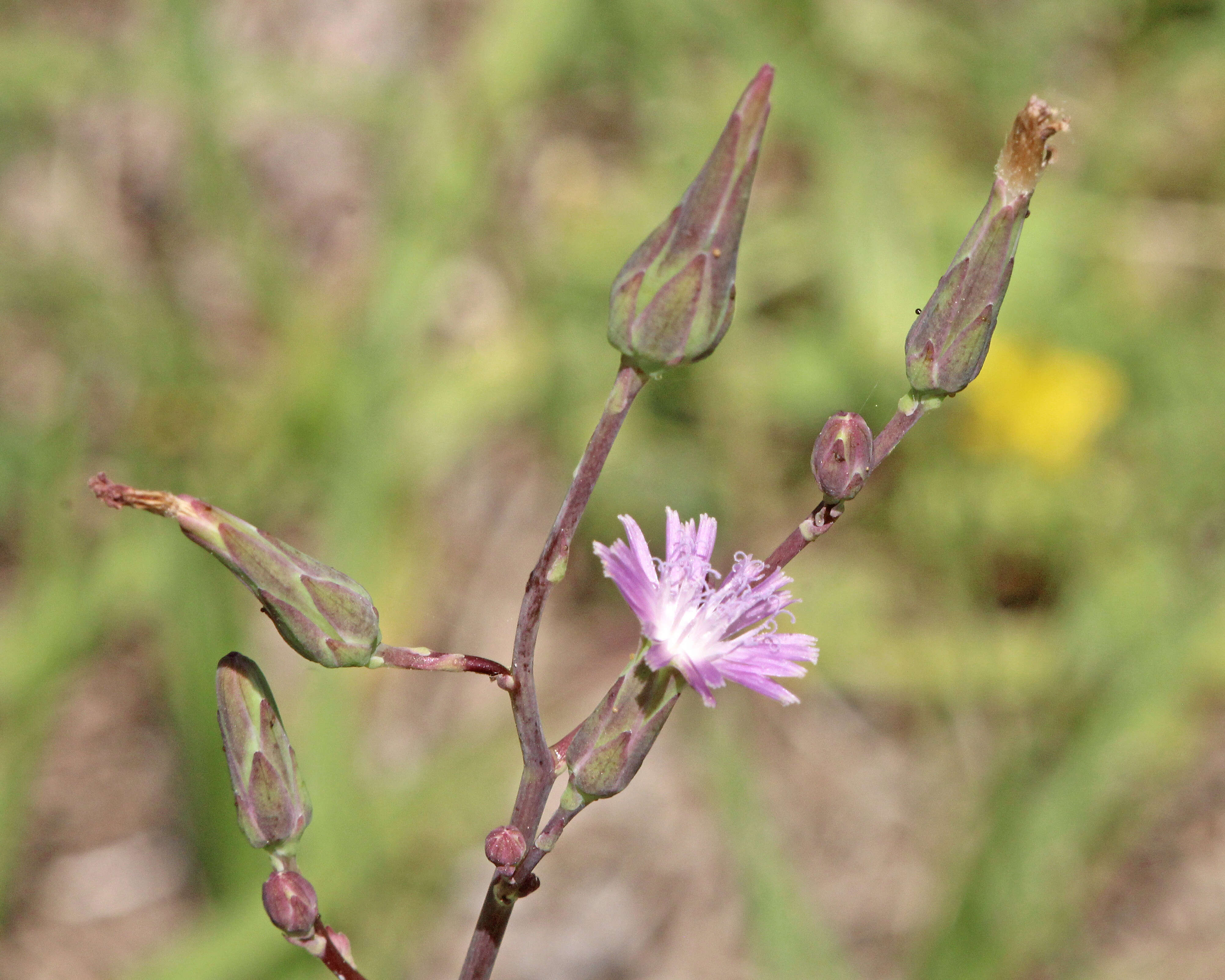 Image of grassleaf lettuce