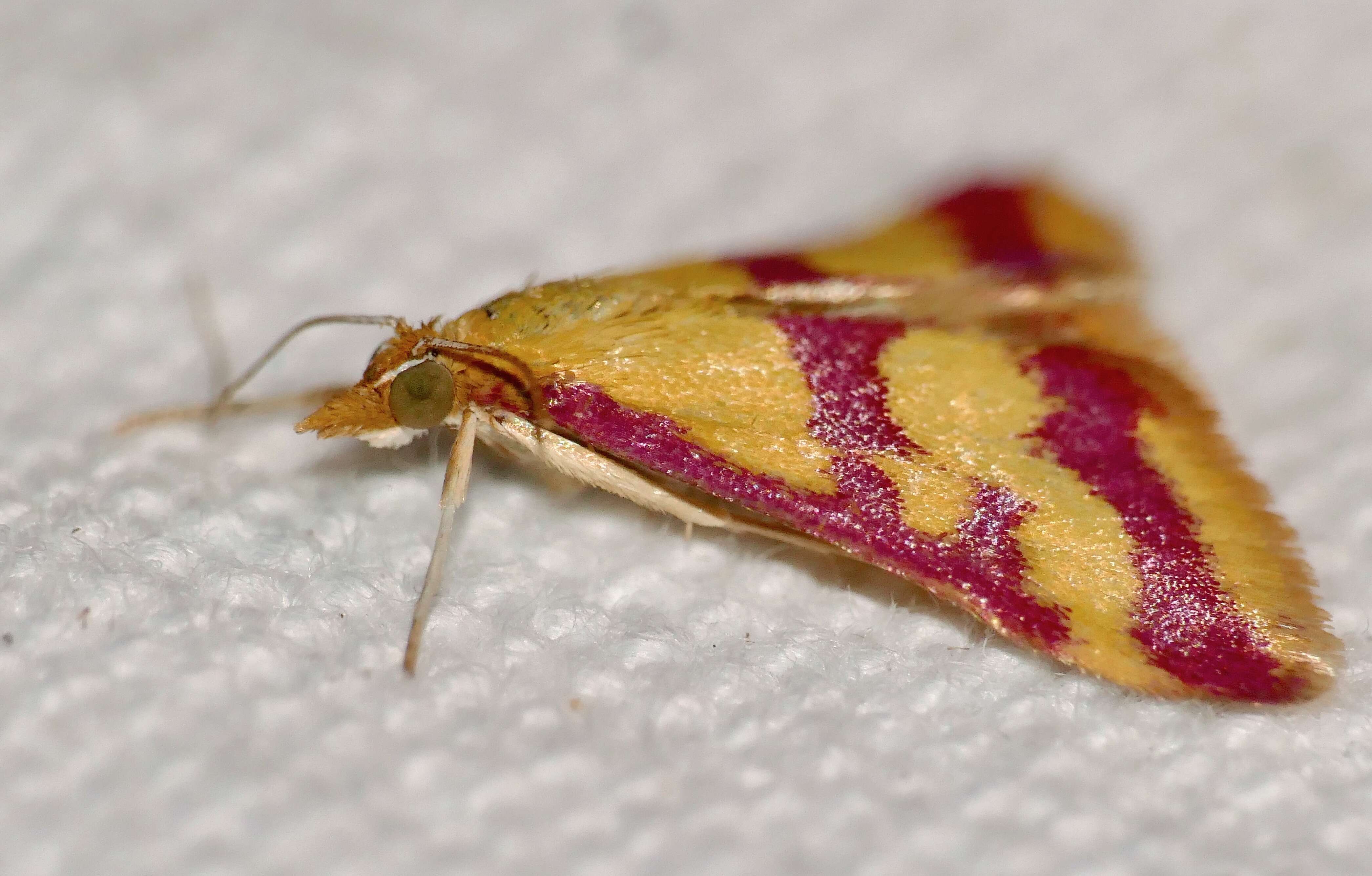 Image de Pyrausta sanguinalis Linnaeus 1767