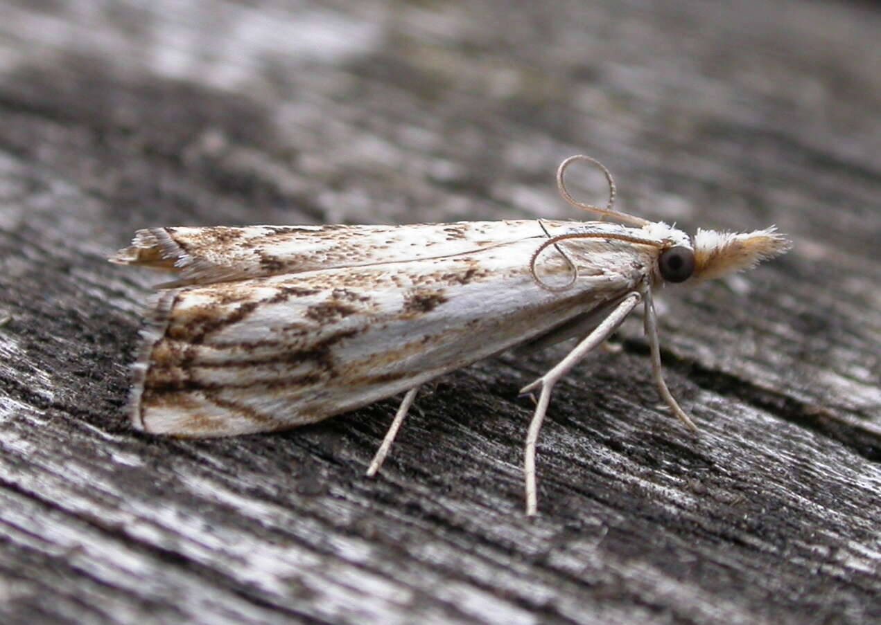 صورة Catoptria falsella Schiffermüller 1775