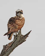 Image of ospreys