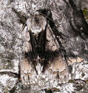 Acronicta alni Linnaeus 1767 resmi