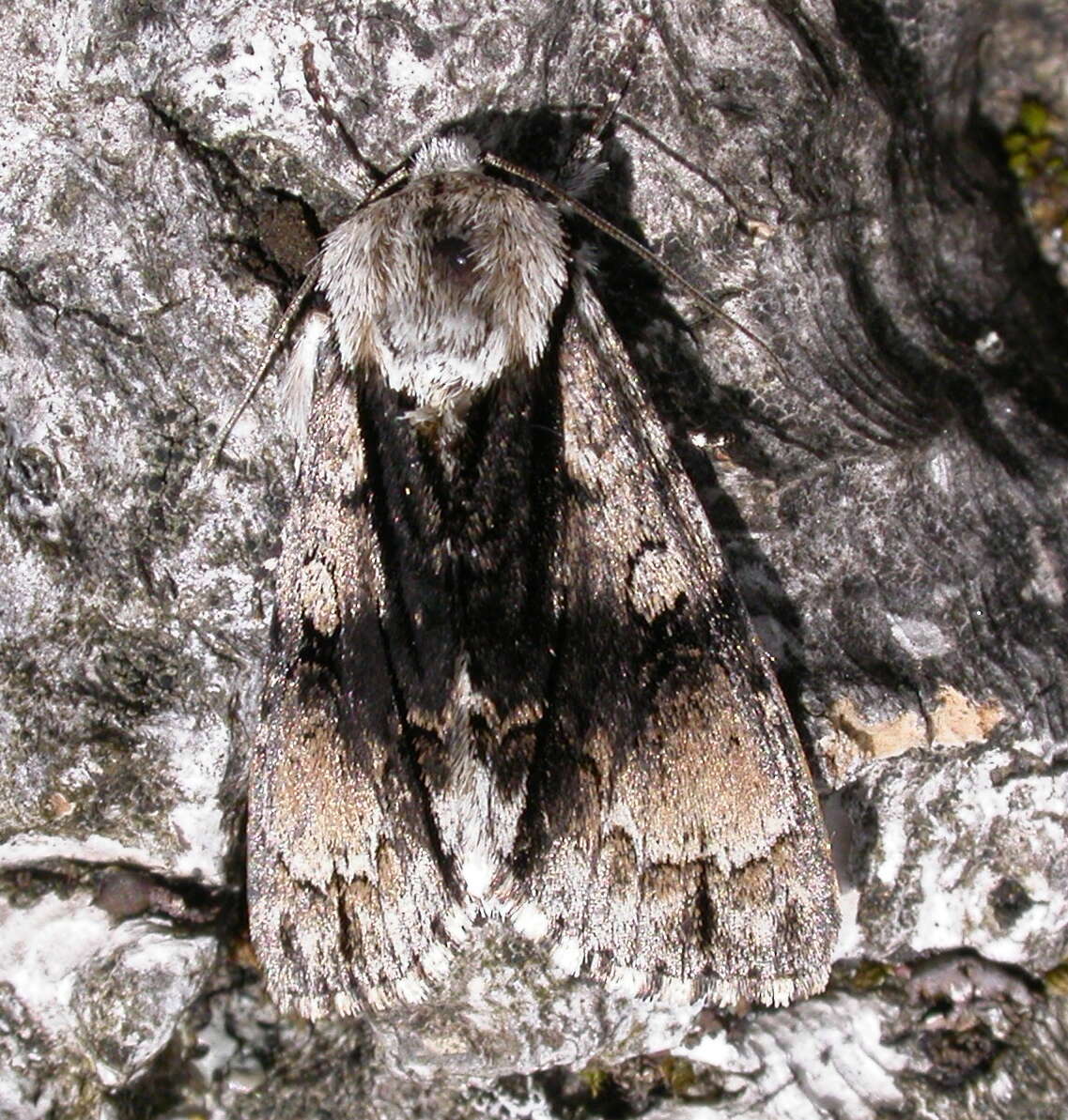 Acronicta alni Linnaeus 1767 resmi