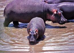 Image of Common Hippopotamus