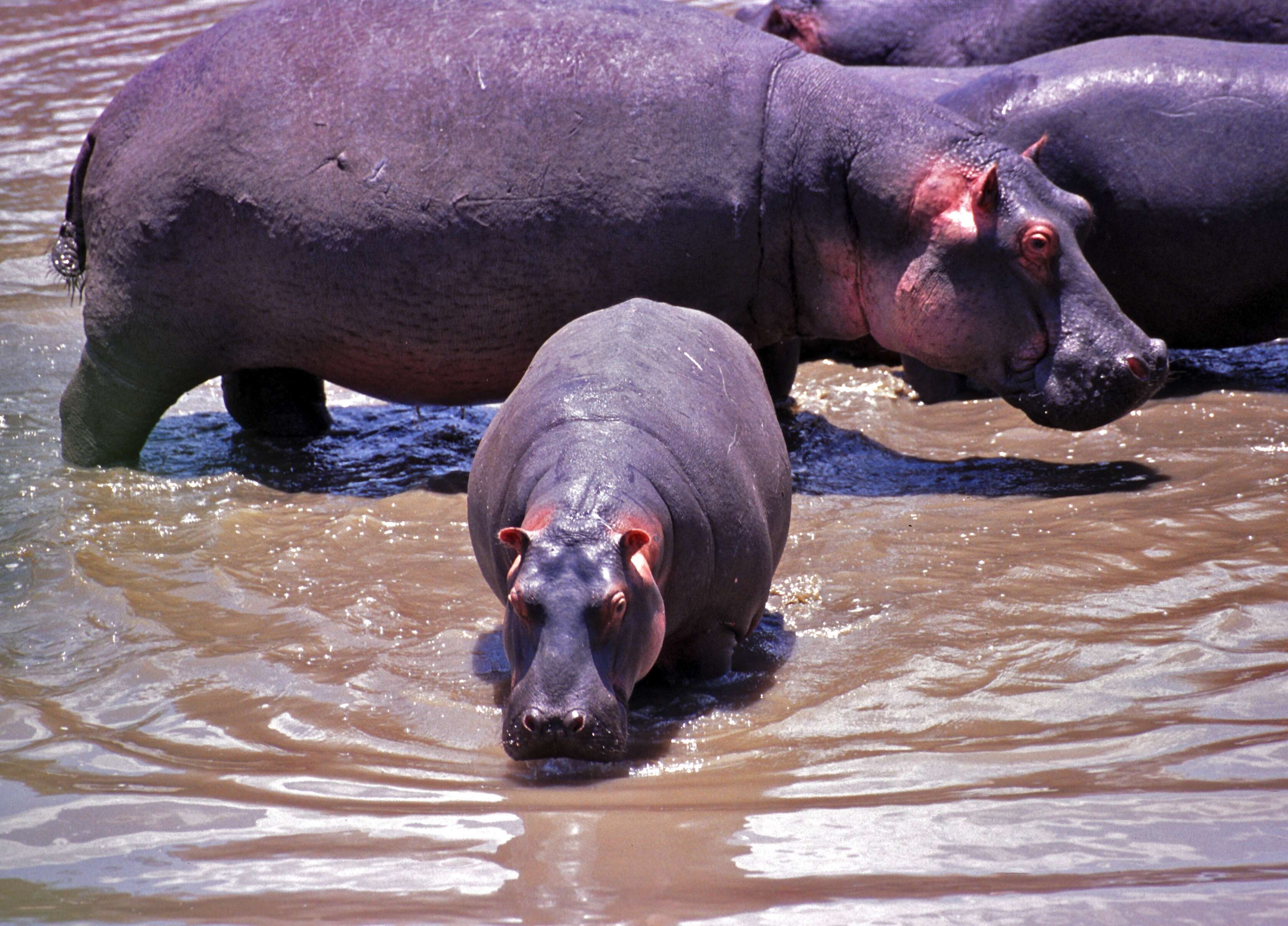 Image of Common Hippopotamus