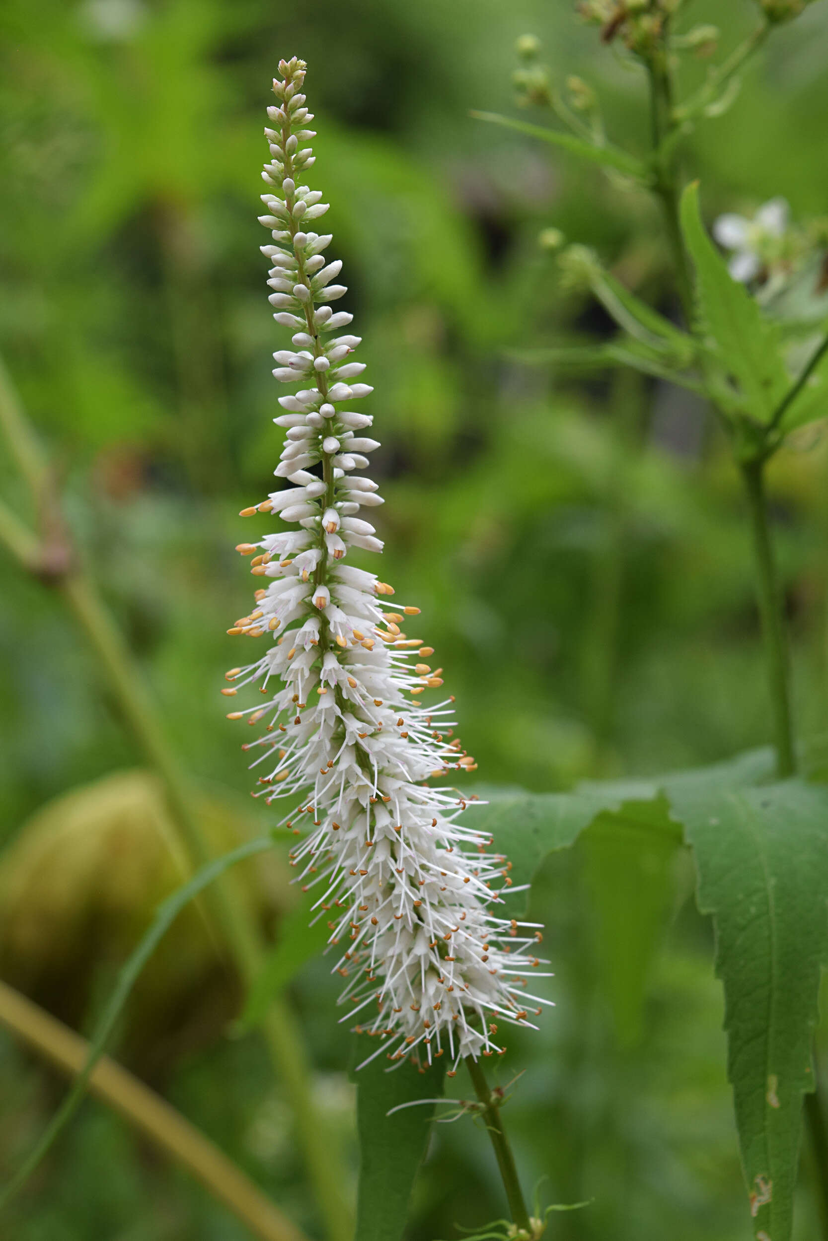 Image de Veronicastrum virginicum (L.) Farw.