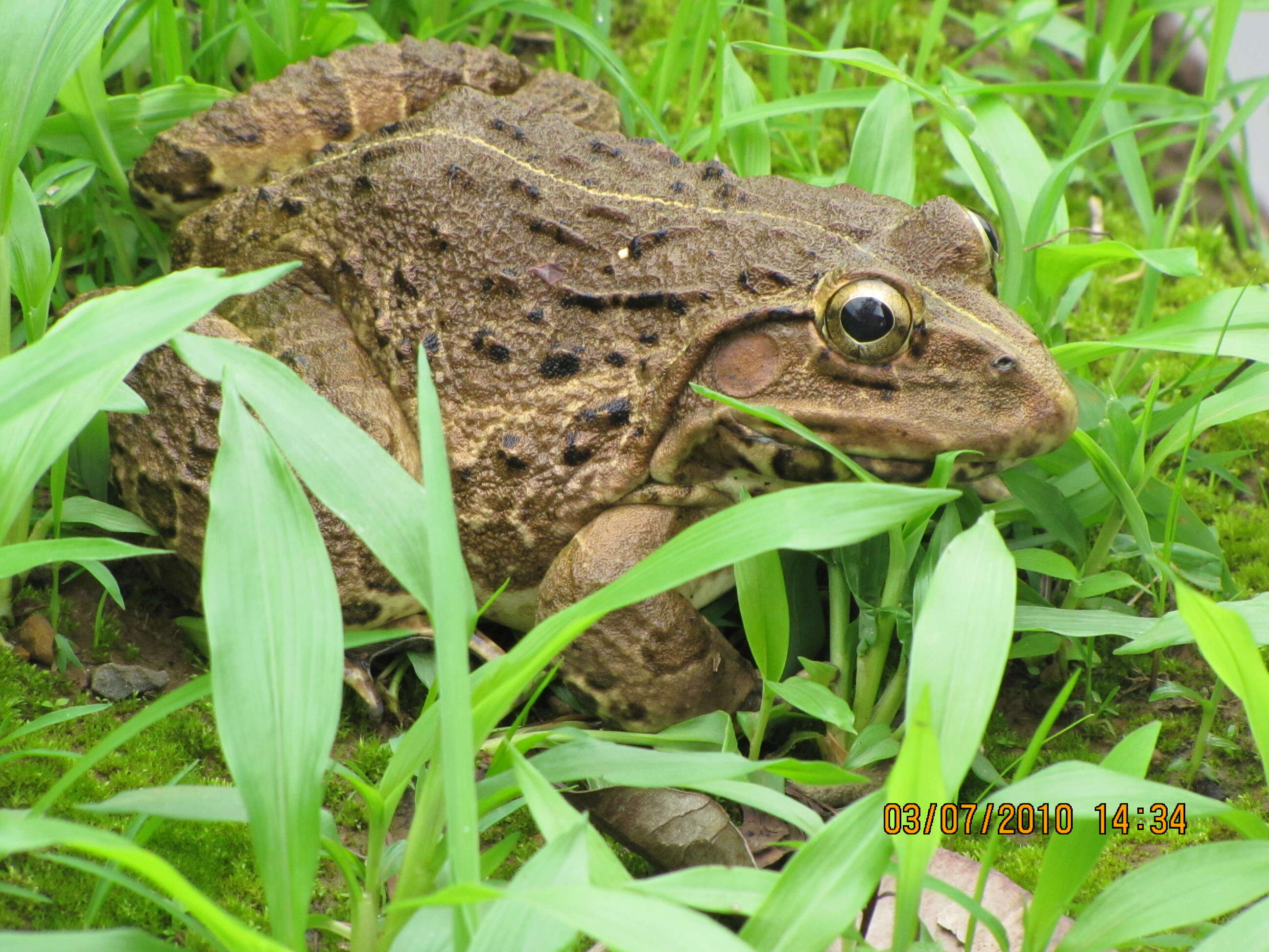 Image of Bull Frog