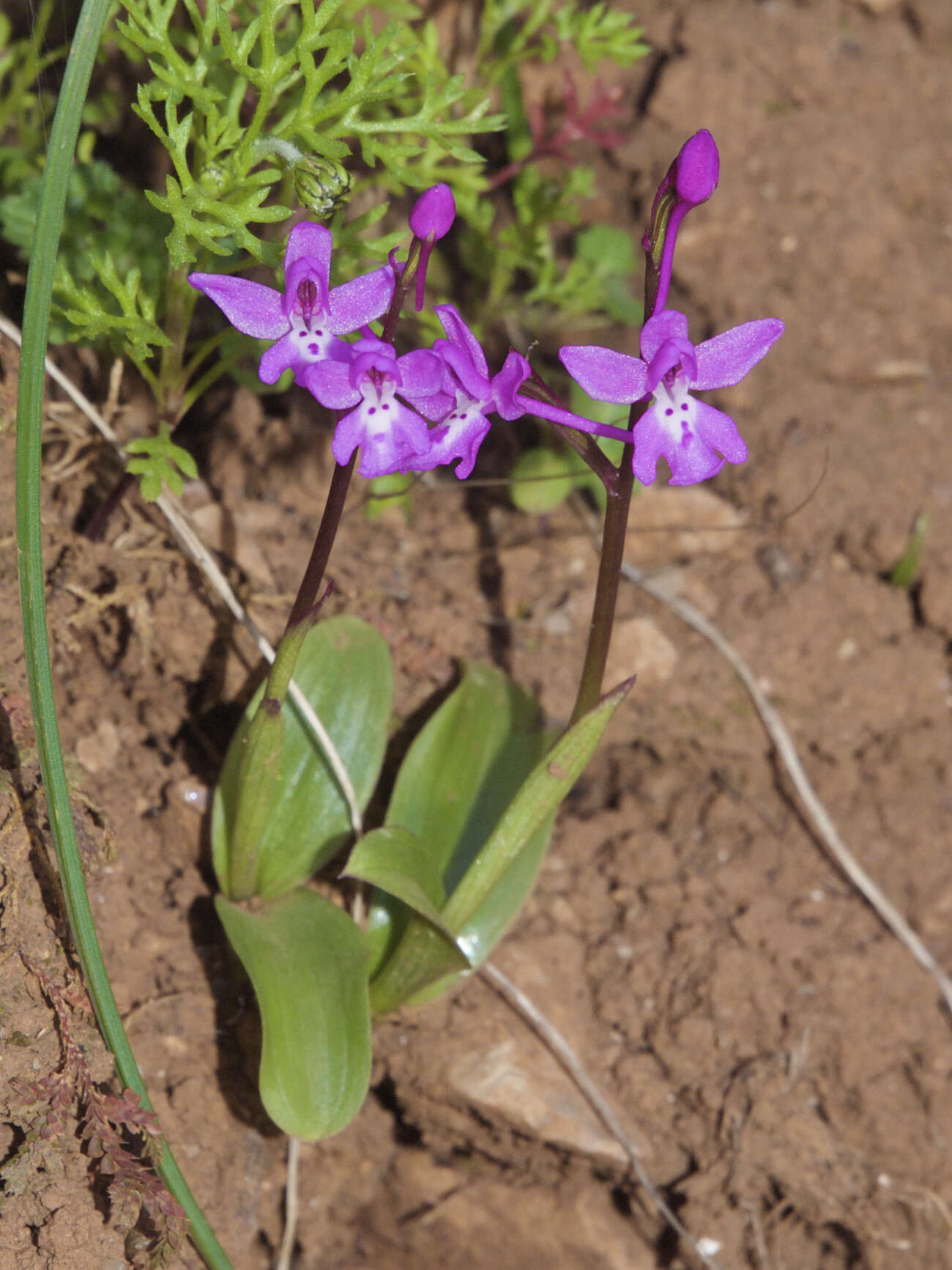 صورة Orchis quadripunctata Cirillo ex Ten.