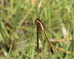 Image of Needham's Skimmer