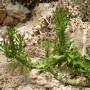 Image de Euphorbia succulenta (Schweick.) Bruyns