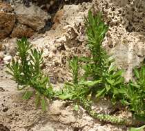 Image de Euphorbia succulenta (Schweick.) Bruyns