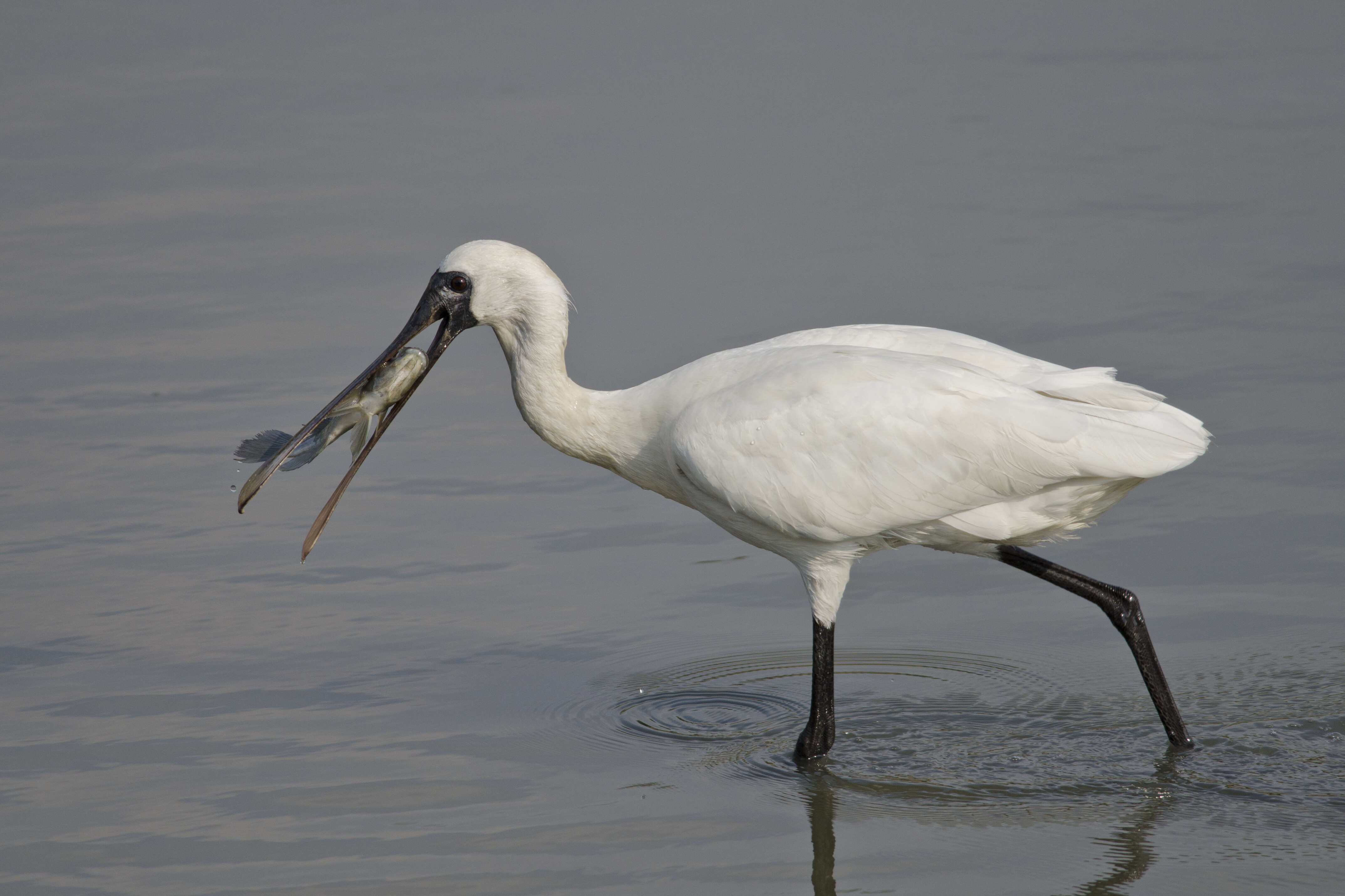 Image of Black-faced Spoonbill