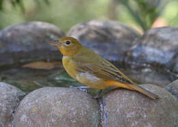 Image of Summer Tanager