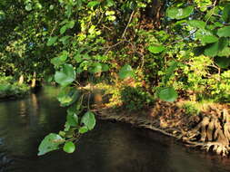 Image of European alder