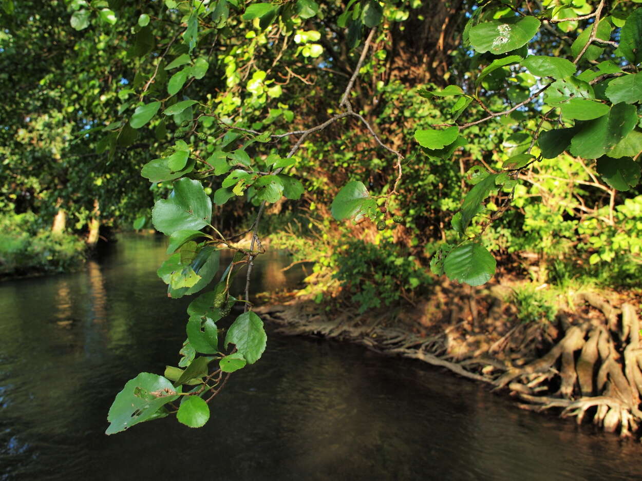 Image of European alder