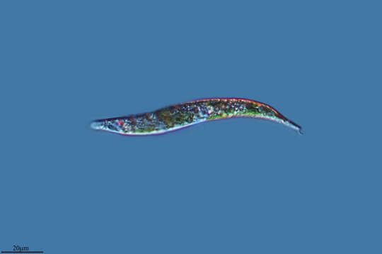 Image of Euglena mutabilis