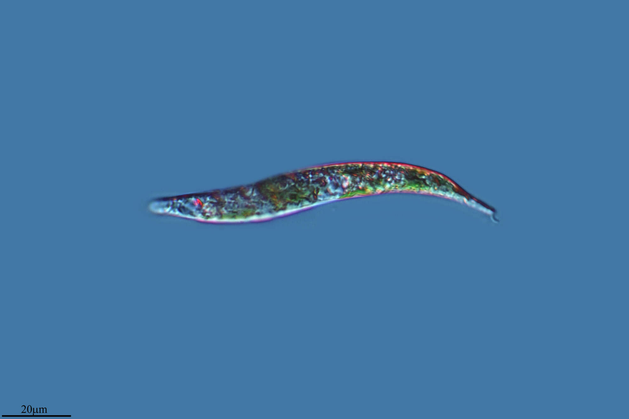 Image de Euglena mutabilis