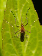 Image of Aedes japonicus (Theobald 1901)