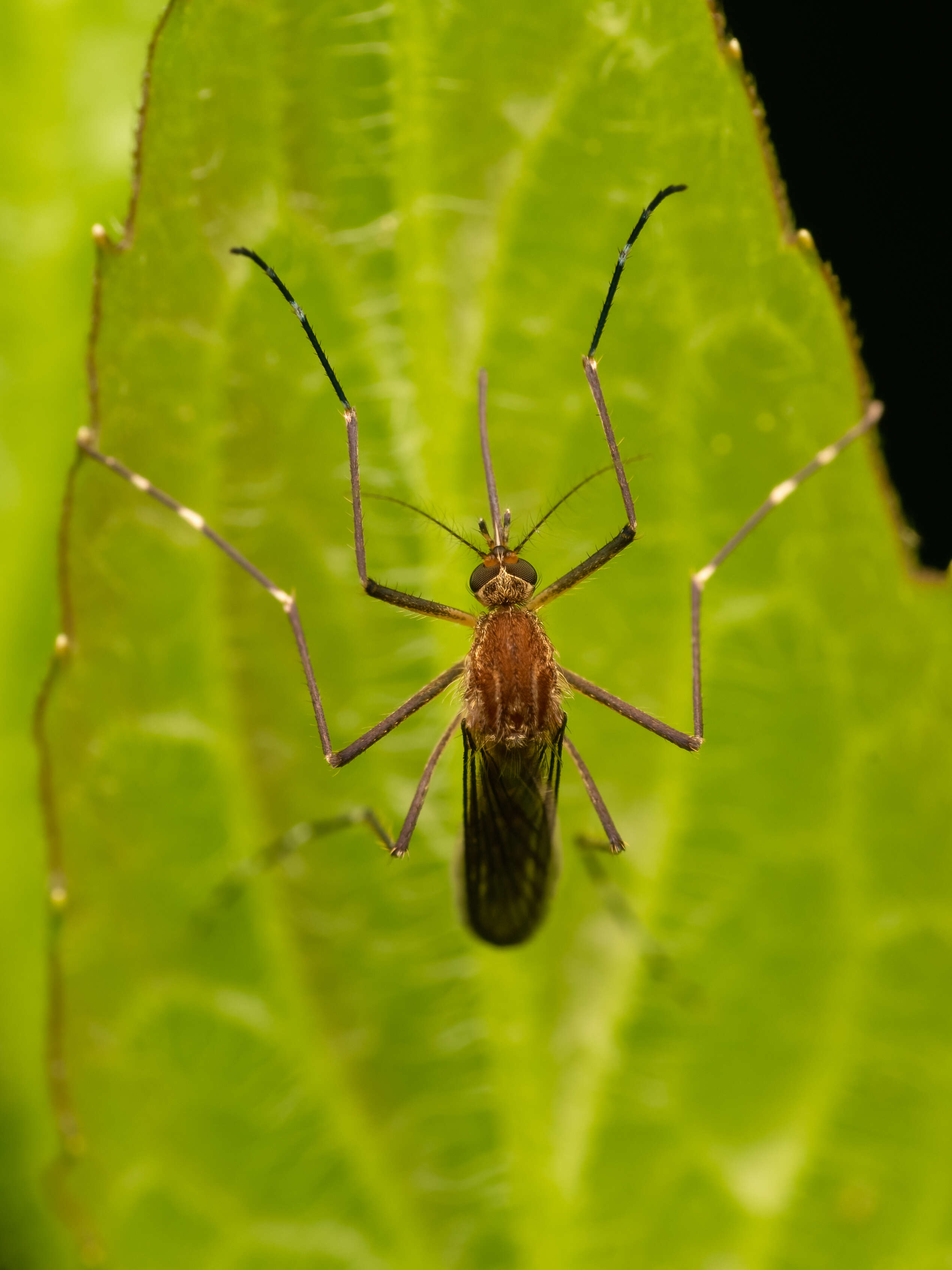 Image of Aedes japonicus (Theobald 1901)