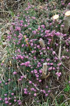 Imagem de Erica carnea L.