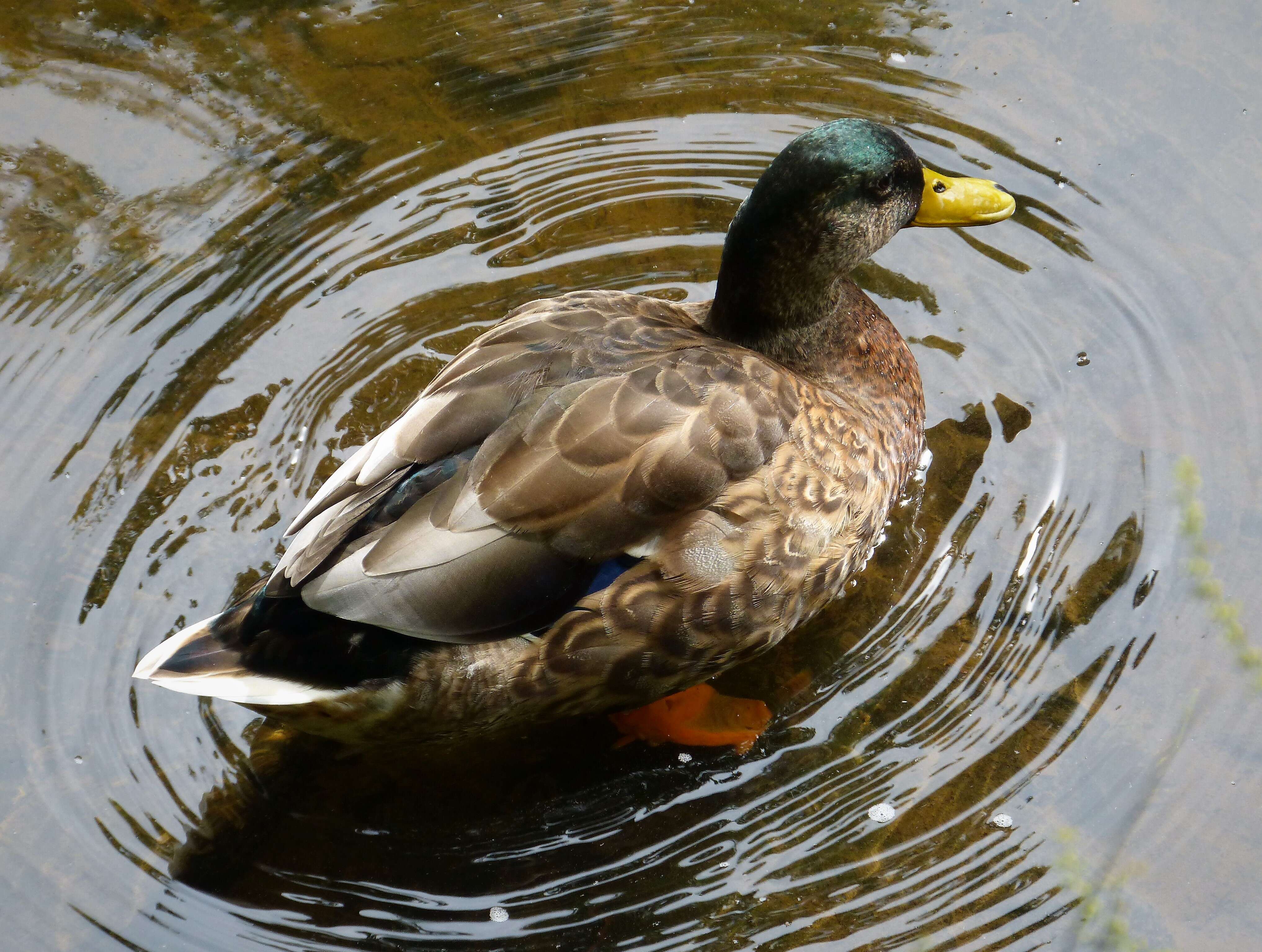 Image of Common Mallard