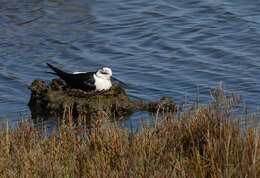 Image of Black-winged Stilt