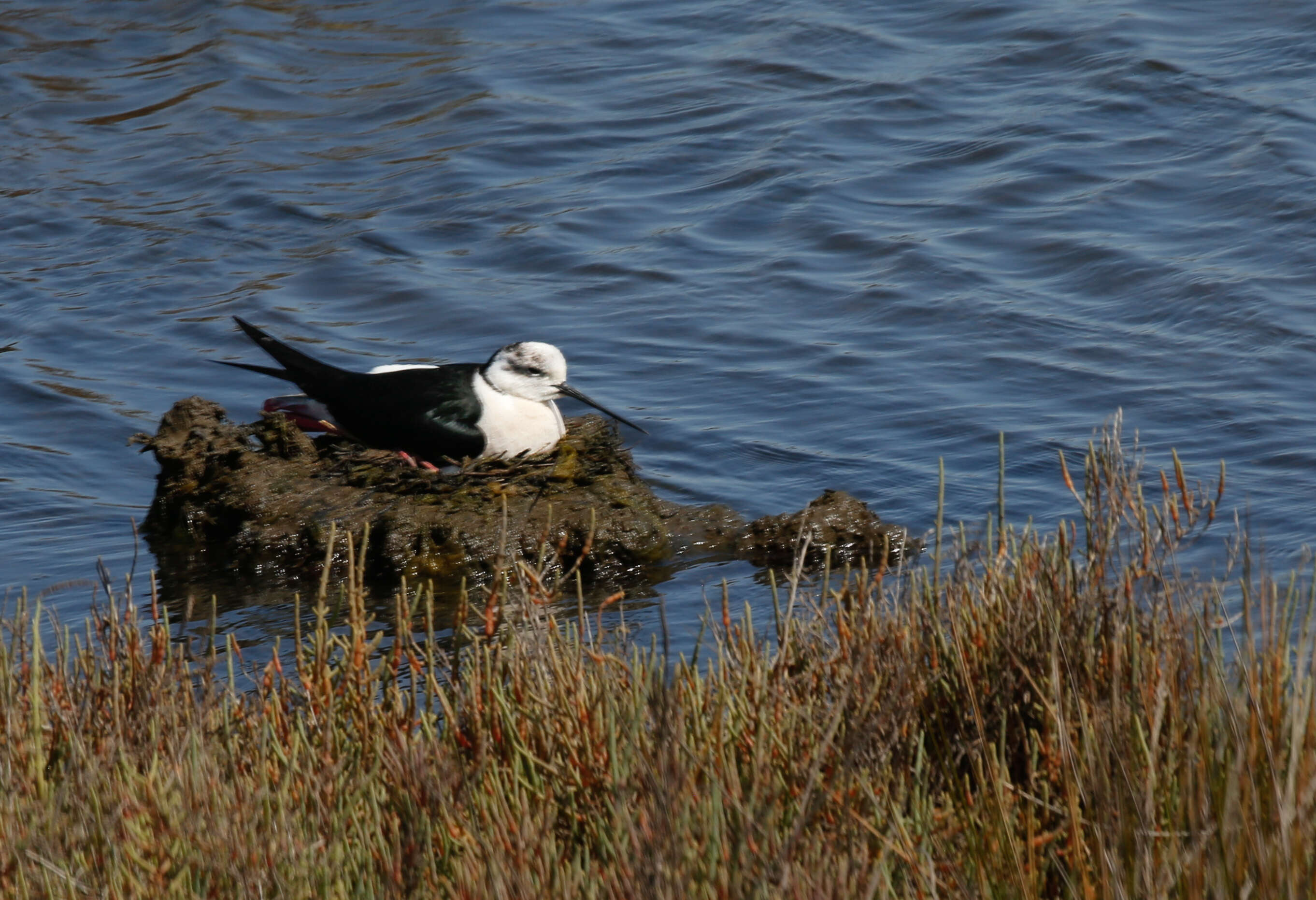 Image of Black-winged Stilt