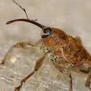 Image of Acorn weevil