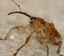 Curculio glandium Marsham 1802 resmi