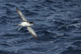 Image of Fluttering Shearwater