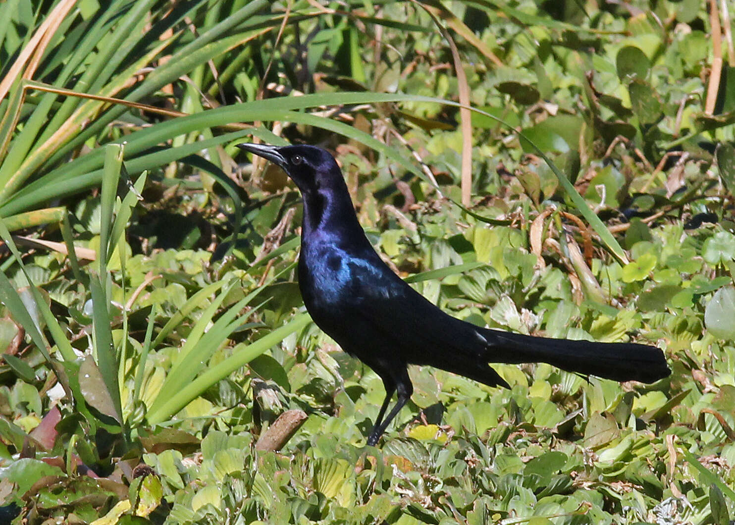 Image of Boat-tailed Grackle