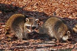 Image of raccoons