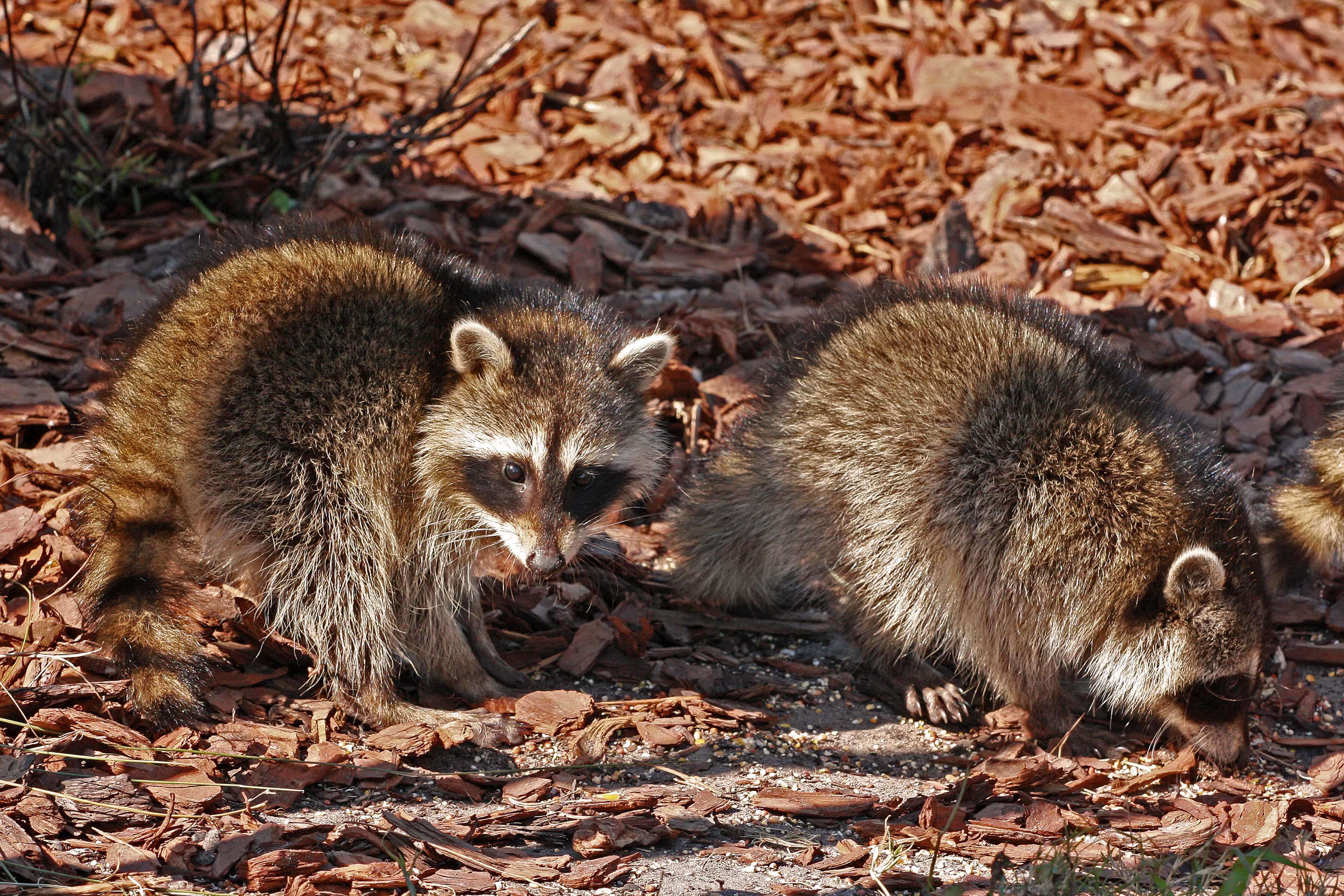 Image of raccoons