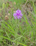 Imagem de Polydora angustifolia (Steetz) H. Robinson