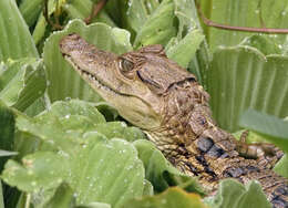 Image of Common Caiman