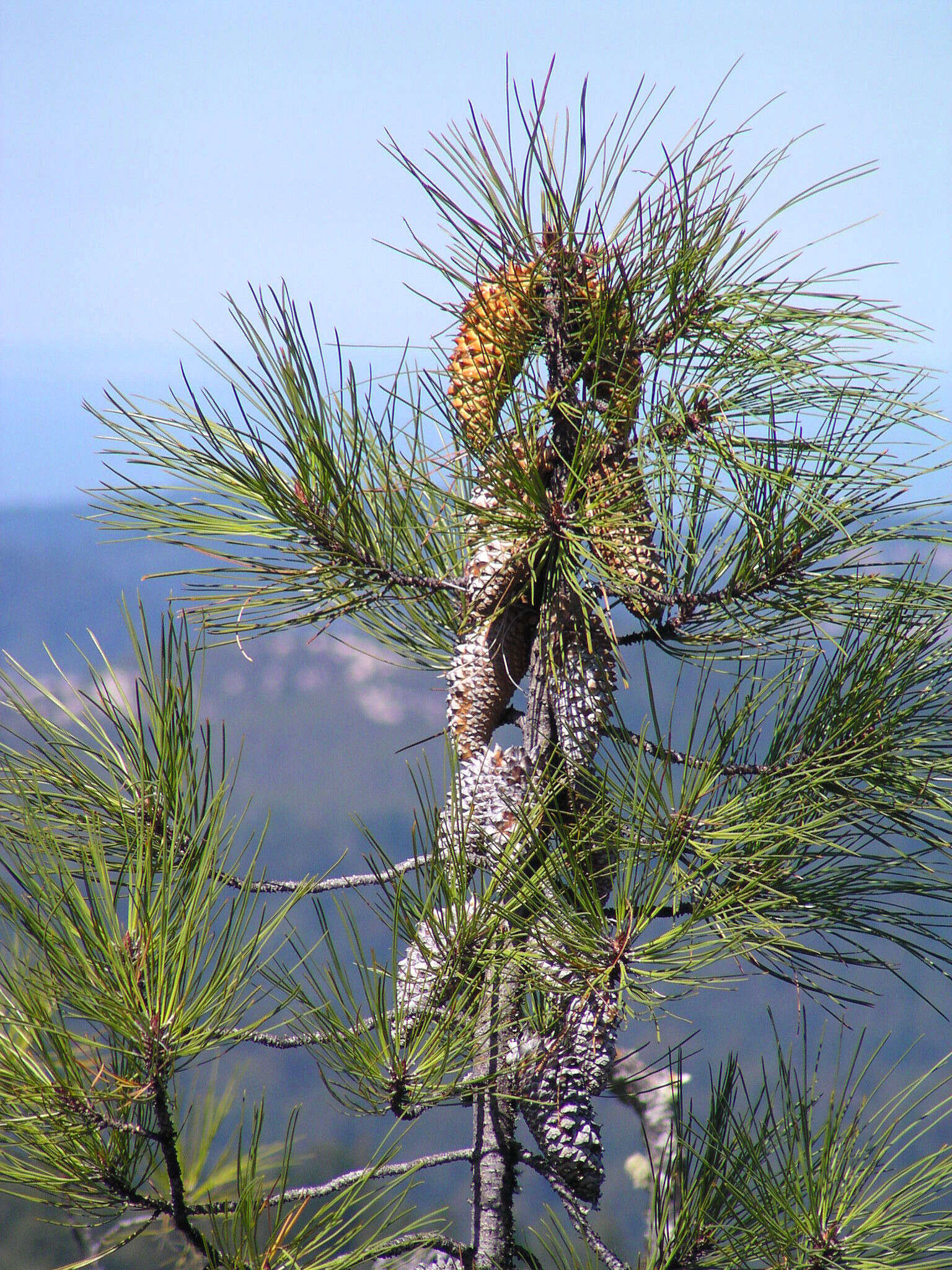 Imagem de Pinus attenuata Lemmon