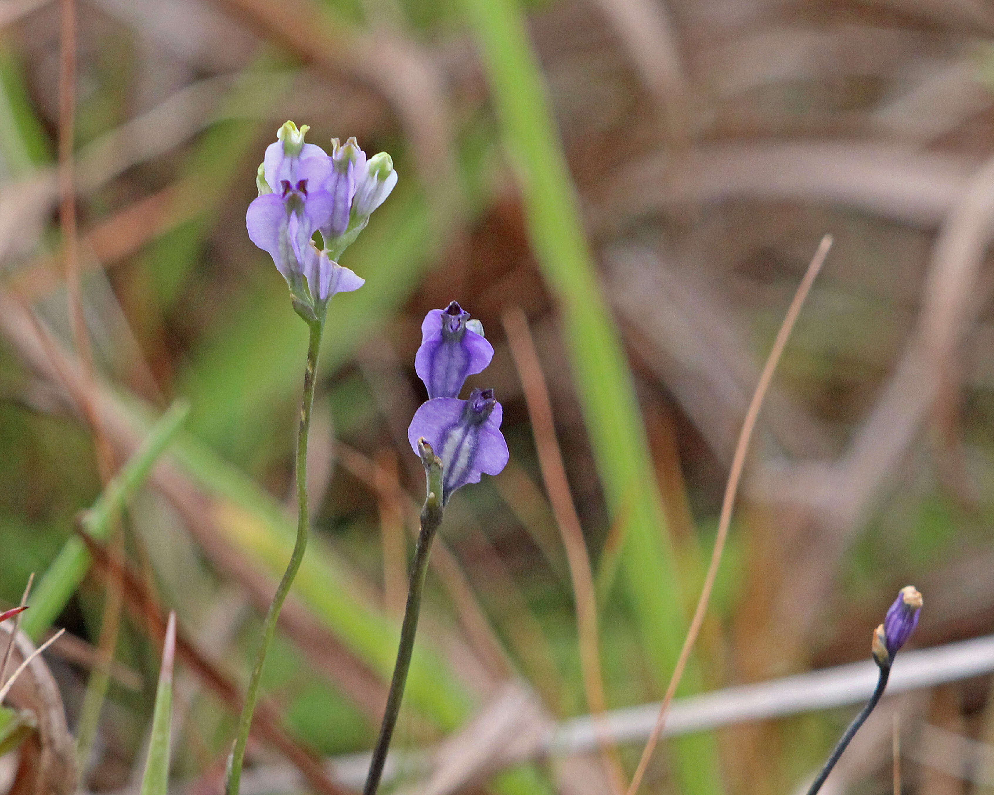 Image of northern bluethread