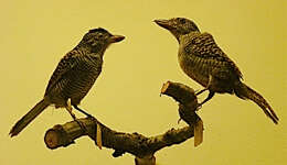 Image of Fasciated Antshrike