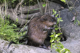 Image of muskrat