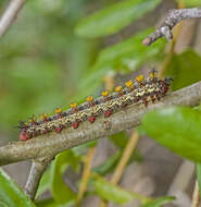 Image of Buck Moth