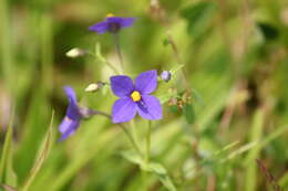 Image of Exacum pumilum Griseb.