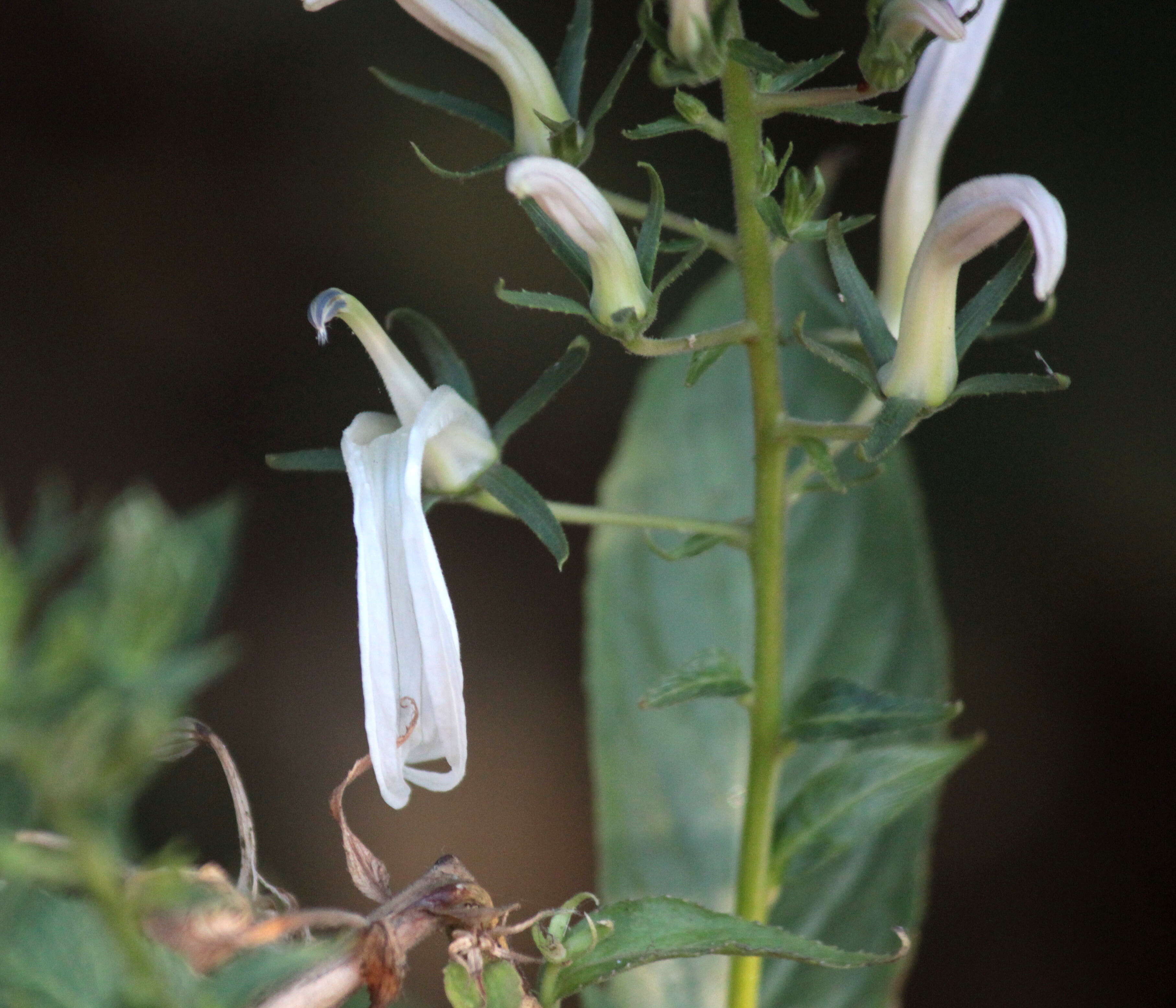 Image de Lobelia nicotianifolia Roth