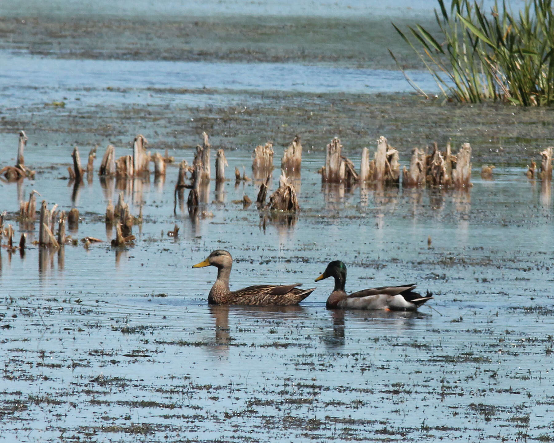 Image de Canard colvert