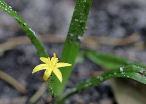 Image of common yellow stargrass