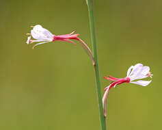 Imagem de Oenothera simulans (Small) W. L. Wagner & Hoch