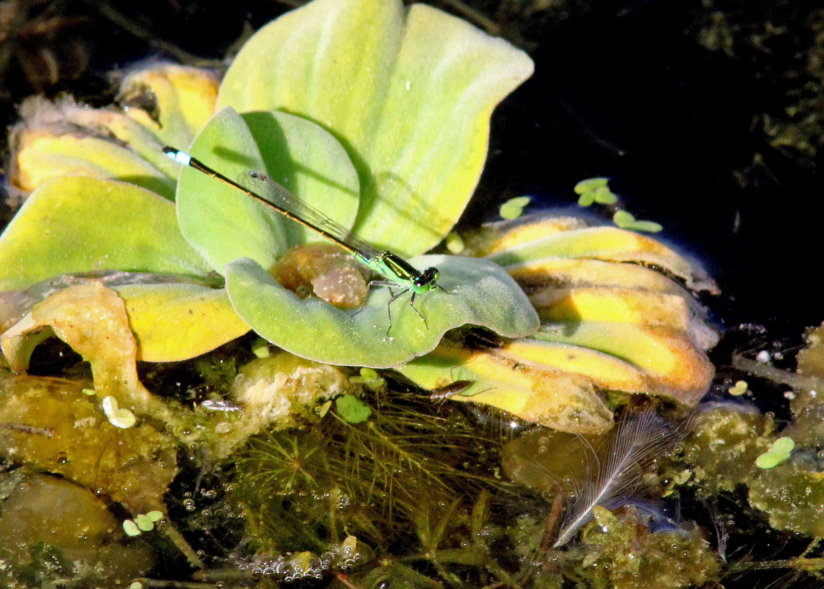 Image of Rambur's Forktail