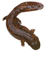 Image of Hellbender