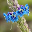 Image of Stachytarpheta gesnerioides Cham.