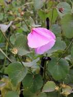 Image of Pavonia grandiflora A. St.-Hil.