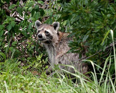 Image of raccoons