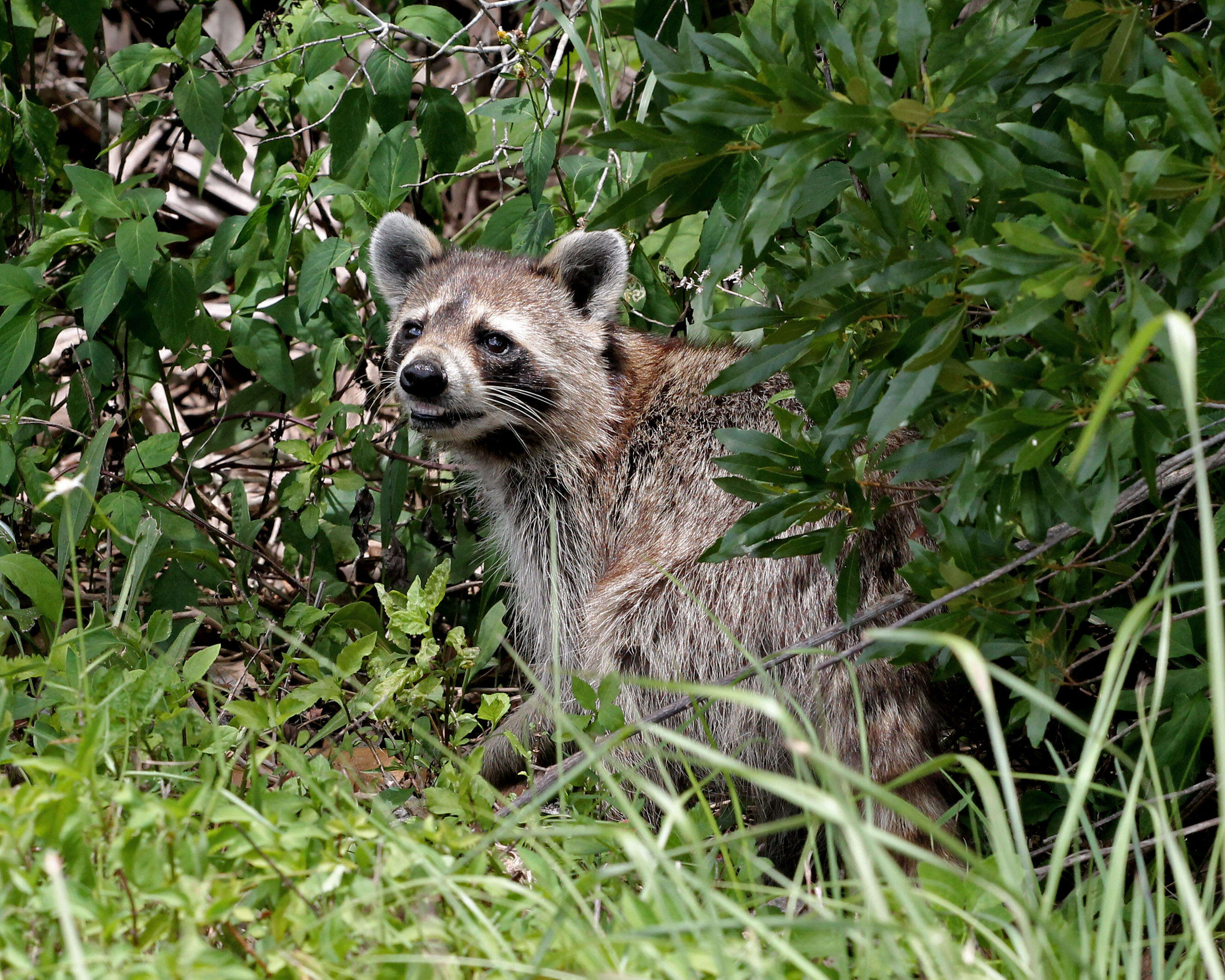 Image of raccoons